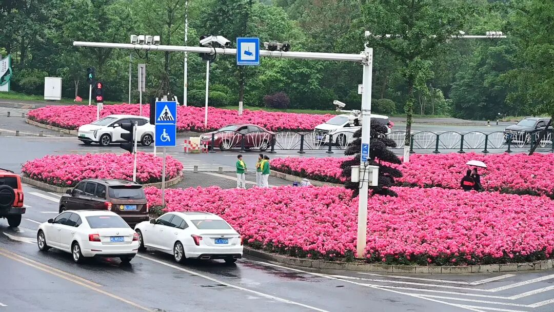 北湖又添神仙打卡地！邂逅城市中的绯色浪漫