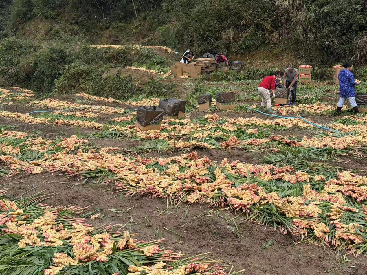 保和瑶族乡.png 保和瑶族乡.png