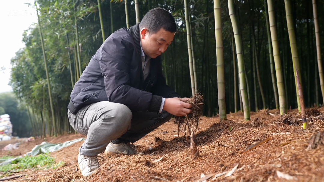 我的“十四五”·北湖“幸福说” | “新农人”的竹间共富经