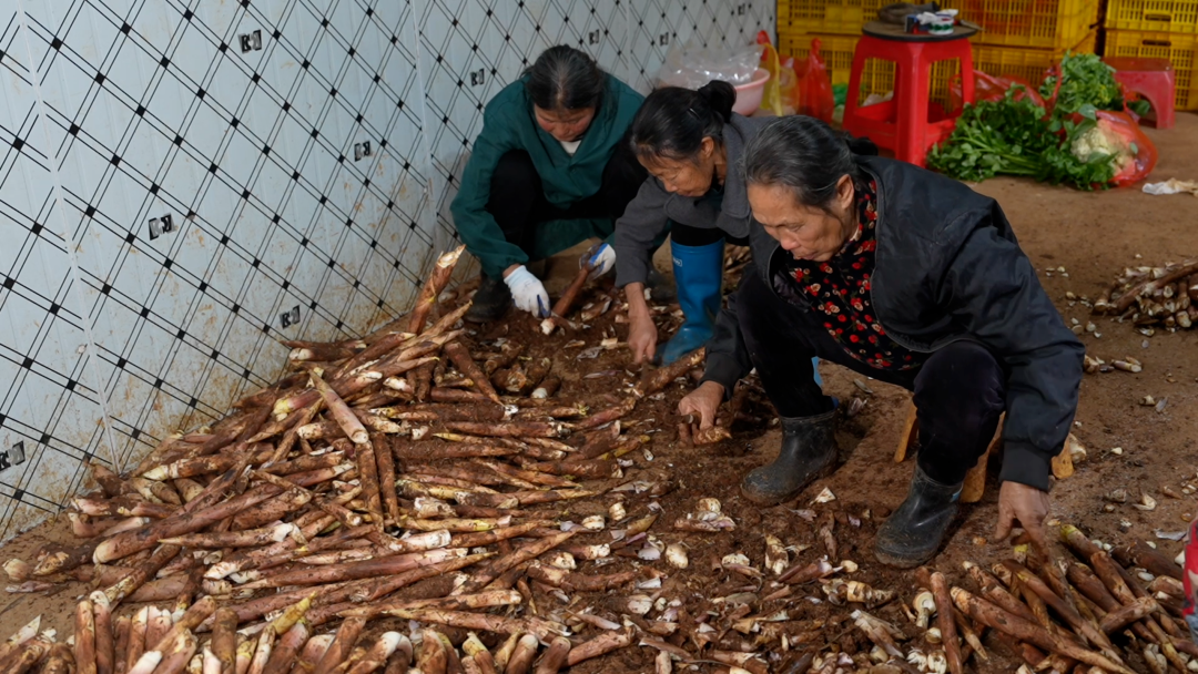 春节不断档！华塘镇雷笋24小时“鲜”达粤港澳