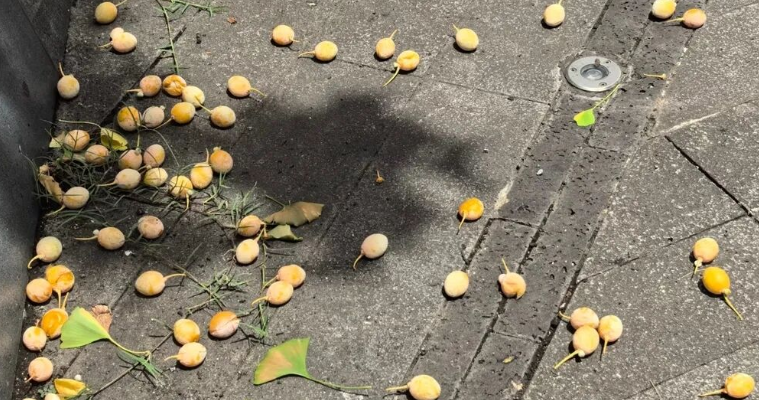 路边野果千万别乱捡乱吃！北湖街头已大量成熟