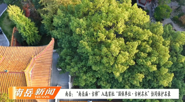 “南岳庙·古樟”入选首批“国保单位·古树名木”协同保护名录