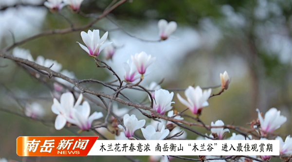 木兰花开春意浓 南岳衡山“木兰谷”进入最佳观赏期