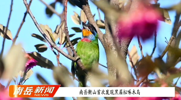 南岳衡山首次发现黑眉拟啄木鸟