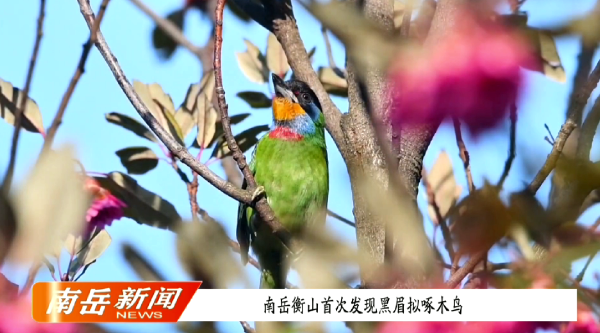 南岳衡山首次发现黑眉拟啄木鸟