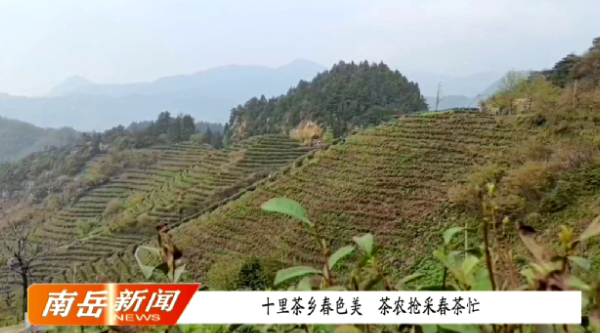 十里茶乡春色美 茶农抢采春茶忙