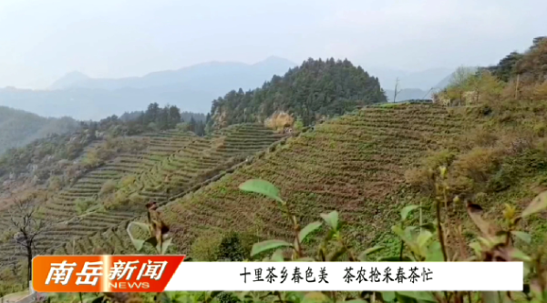 十里茶乡春色美 茶农抢采春茶忙