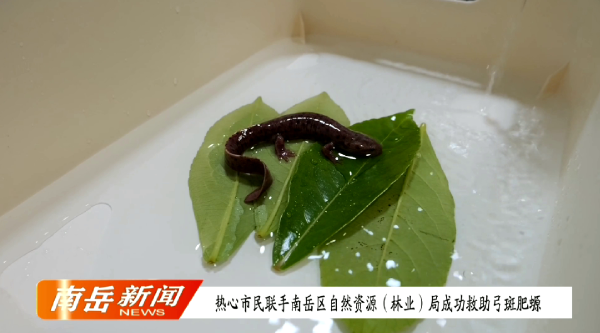 热心市民联手南岳区自然资源（林业）局成功救助弓斑肥螈