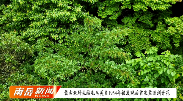 最古老野生绒毛皂荚自1954年被发现后首次监测到开花