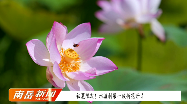 初夏限定！水濂村第一波荷花开了