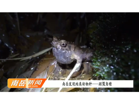 南岳发现蛙类新物种——顾莵角蟾