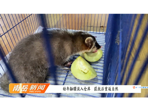 幼年鼬獾误入仓库 获救后重返自然