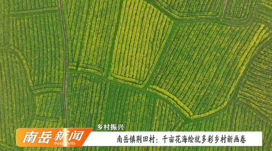 乡村振兴 | 南岳镇荆田村：千亩花海绘就多彩乡村新画卷