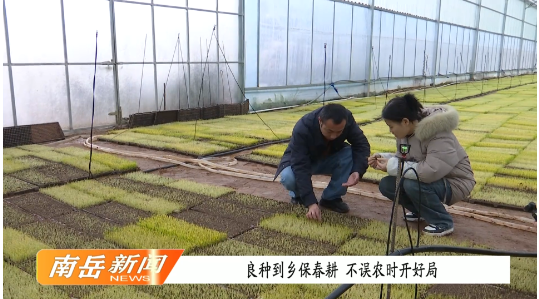 良种到乡保春耕  不误农时开好局