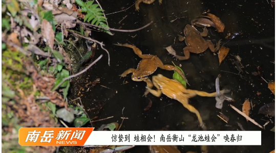 惊蛰到，蛙相会！南岳衡山“龙池蛙会”唤春归