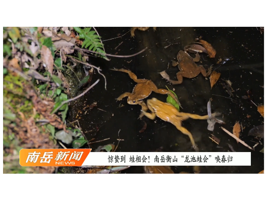 惊蛰到，蛙相会！南岳衡山“龙池蛙会”唤春归