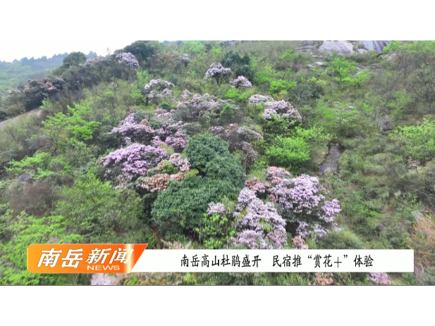 南岳高山杜鹃盛开  民宿推“赏花+”体验
