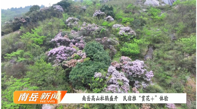 南岳高山杜鹃盛开  民宿推“赏花+”体验