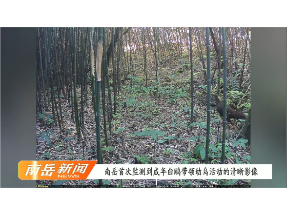 南岳首次监测到成年白鹇带领幼鸟活动的清晰影像