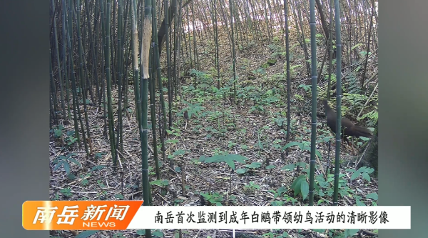 南岳首次监测到成年白鹇带领幼鸟活动的清晰影像