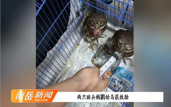 两只斑头鸺鹠幼鸟获救助