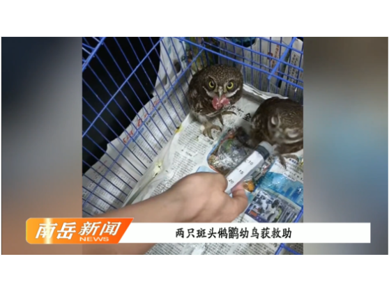 两只斑头鸺鹠幼鸟获救助
