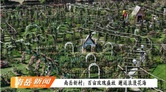 南岳新村：百亩玫瑰盛放 邂逅浪漫花海