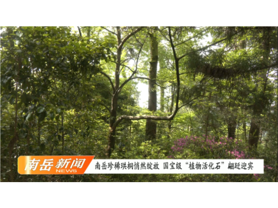 南岳珍稀珙桐悄然绽放 国宝级“植物活化石”翩跹迎宾