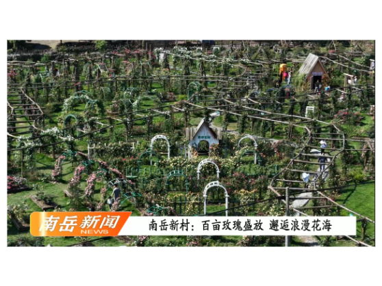 南岳新村：百亩玫瑰盛放 邂逅浪漫花海