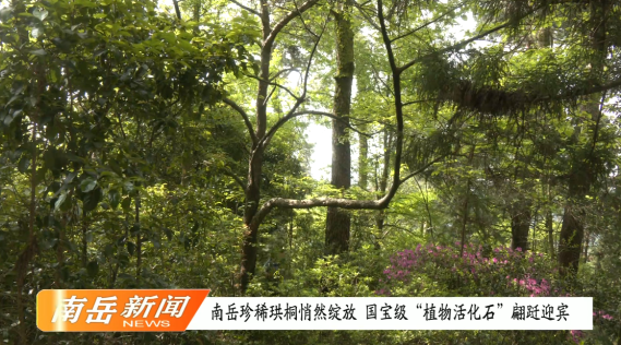 南岳珍稀珙桐悄然绽放 国宝级“植物活化石”翩跹迎宾