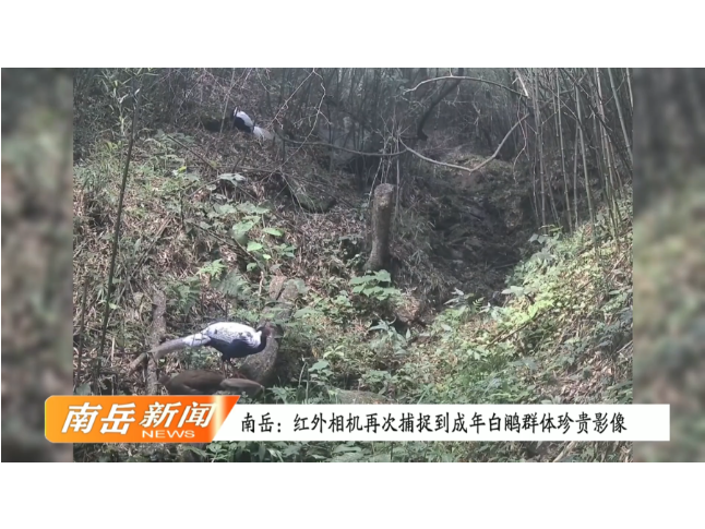 南岳衡山红外相机再次捕捉到成年白鹇群体珍贵影像