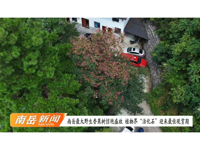 南岳最大野生香果树惊艳盛放  植物界“活化石”迎来最佳观赏期