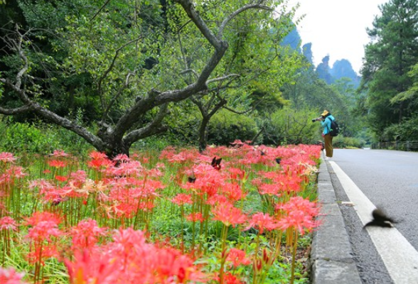 张家界武陵源黄石寨景区：彼岸花开如火似霞