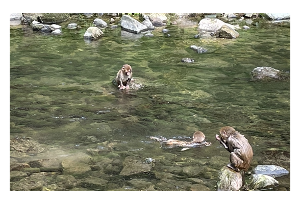 张家界核心景区武陵源：成群猕猴水中嬉戏 乐享清凉