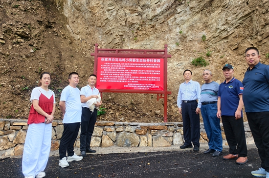 9月18日，张家界白羽乌鸡小背篓生态放养科普园举行揭牌仪式。.jpg