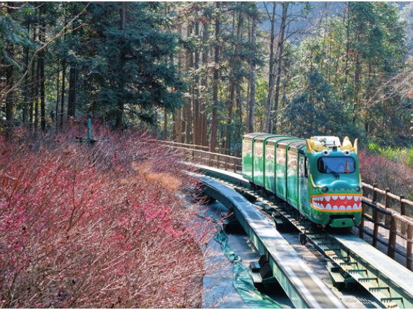 张家界国家森林公园：梅花次第开放 邂逅冬日“梅”好