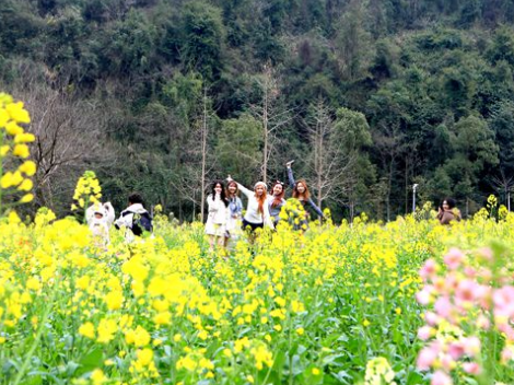 张家界黄龙洞景区：油菜花盛放 春日花海掀起游人打卡热潮