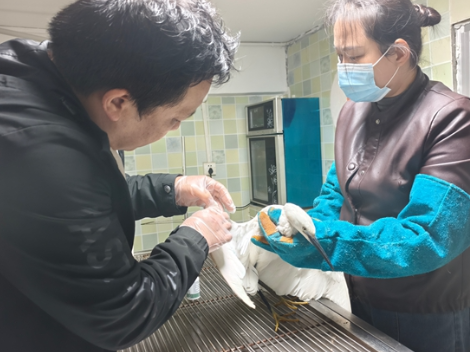 武陵源区成功救助受伤白鹭 守护生态精灵彰显责任担当