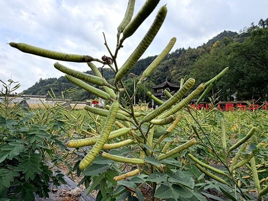 微信图片_20260921105111_274_36_副本.jpg