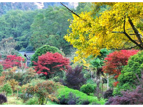 初冬虽至秋意仍浓 张家界国家森林公园多彩美景醉游人