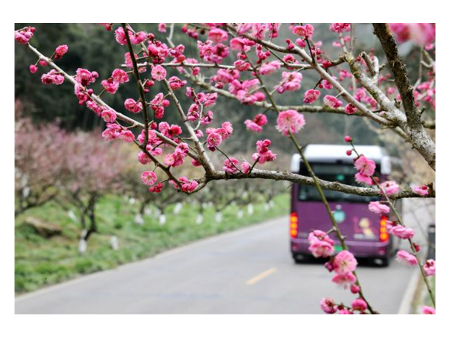 张家界黄石寨：梅开迎客来 共赴春之约