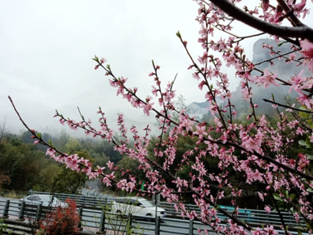 张家界武陵源：百丈峡云雾缭绕 繁花相映美如画