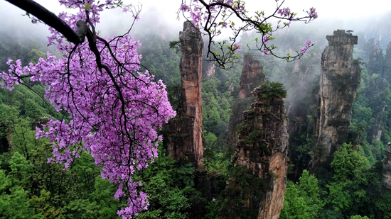 杜鹃 (2).jpg 杜鹃 (2).jpg