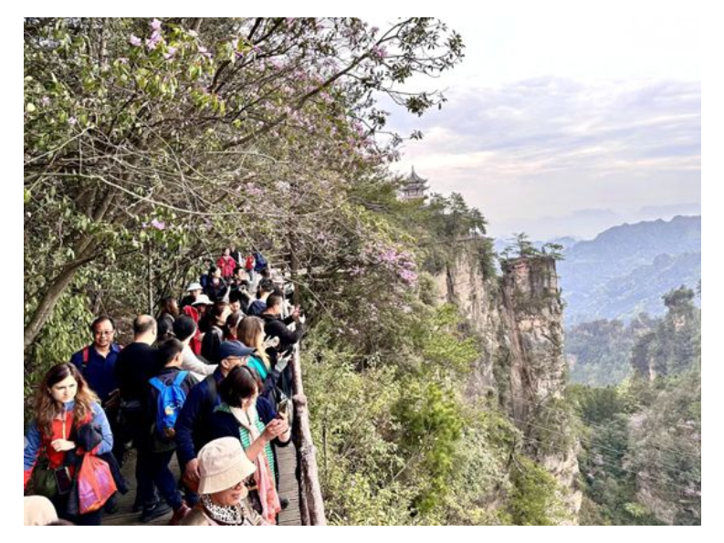 张家界国家森林公园：繁花映峰林 溪山皆如画