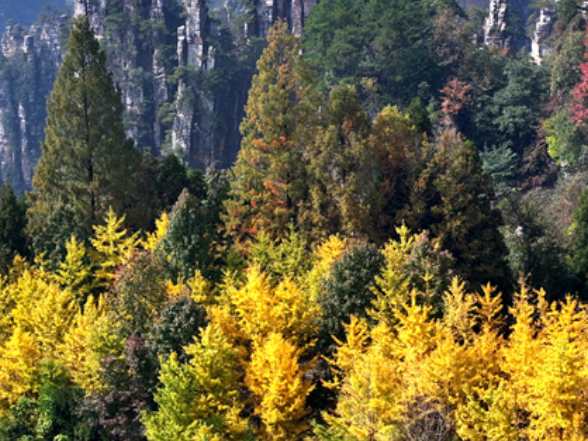 张家界国家森林公园：多彩调色盘 林海焕新颜