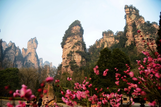 梅花 (4)_副本.jpg