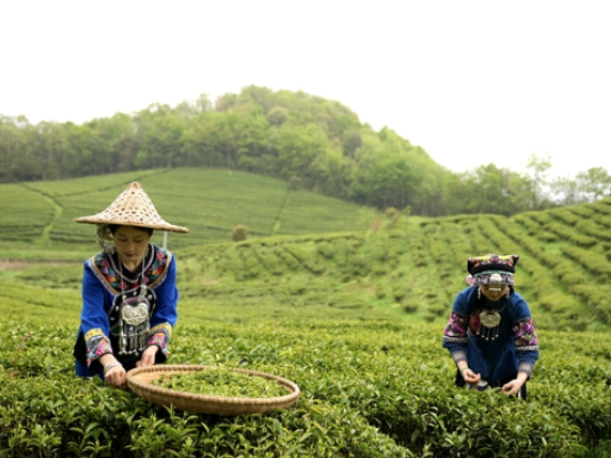 张家界武陵源：峰林深处茶香浓 天子山春茶采摘忙