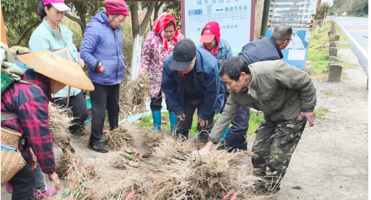 菁芜洲镇:发放“致富苗” 注入特色产业发展新动力