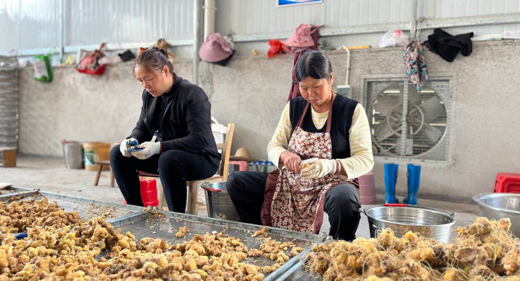 菁芜洲镇:发展中药材产业 激活乡村振兴新动能