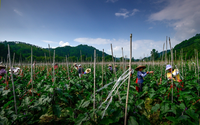 石壁红茄基地.jpg